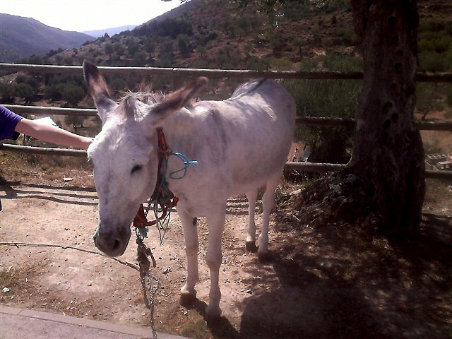 AnimaNaturalis desvela nuevo caso de maltrato y tortura a un burro en Arnedillo AnimaNaturalis desvela nuevo caso de maltrato y tortura a un burro en Arnedillo