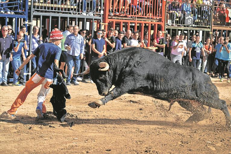 Consell rechaza las 51 alegaciones animalistas al decreto de los bous en Valencia Consell rechaza las 51 alegaciones animalistas al decreto de los bous en Valencia