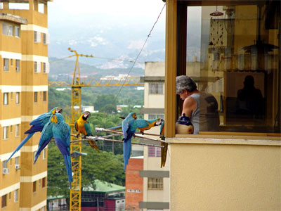 La triste historia detrás de las guacamayas de Caracas La triste historia detrás de las guacamayas de Caracas