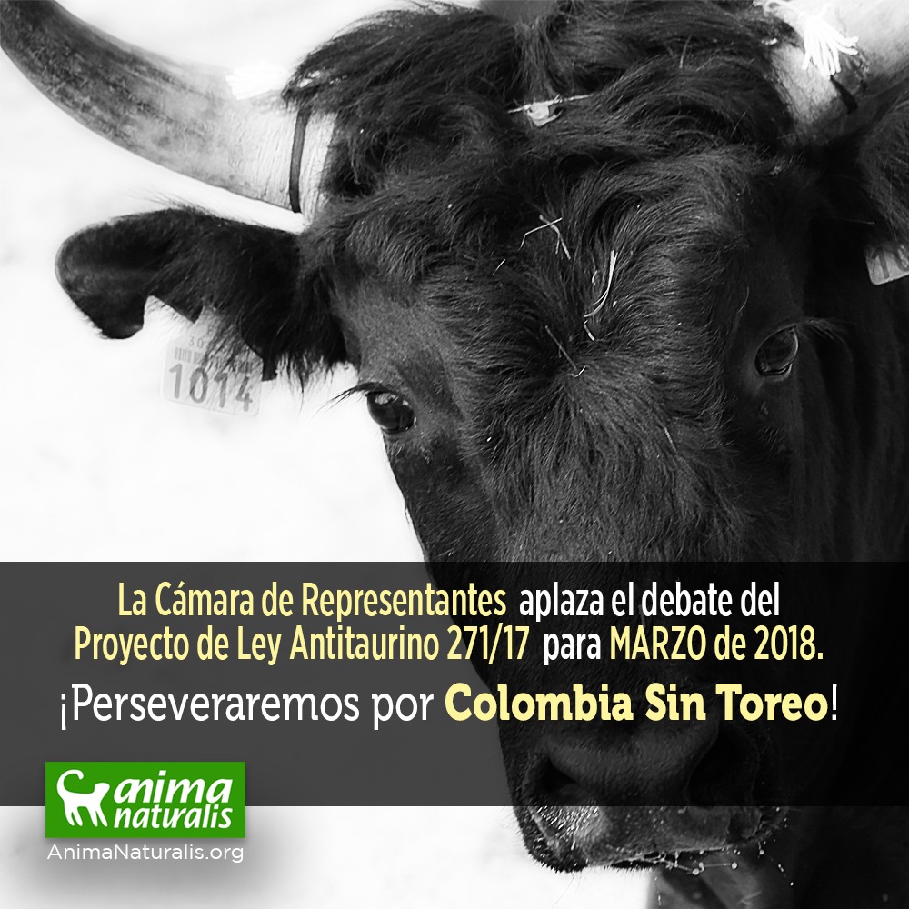 Aplazado debate del proyecto de ley Colombia Sin Toreo hasta marzo. Conozca por qué. Aplazado debate del proyecto de ley Colombia Sin Toreo hasta marzo. Conozca por qué.