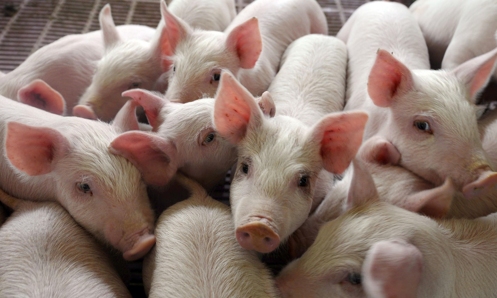 Expertos piden a los gobiernos un impuesto a la carne Expertos piden a los gobiernos un impuesto a la carne