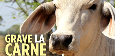 Grave la carne Grave la carne