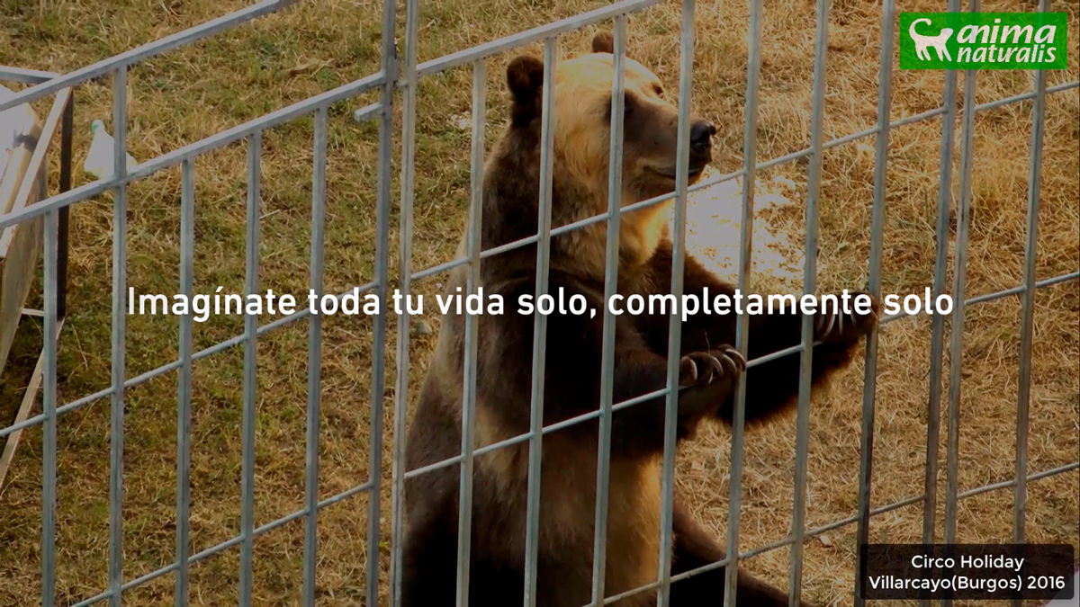 AnimaNaturalis expone la triste vida de los animales que aún existen en los circos españoles AnimaNaturalis expone la triste vida de los animales que aún existen en los circos españoles