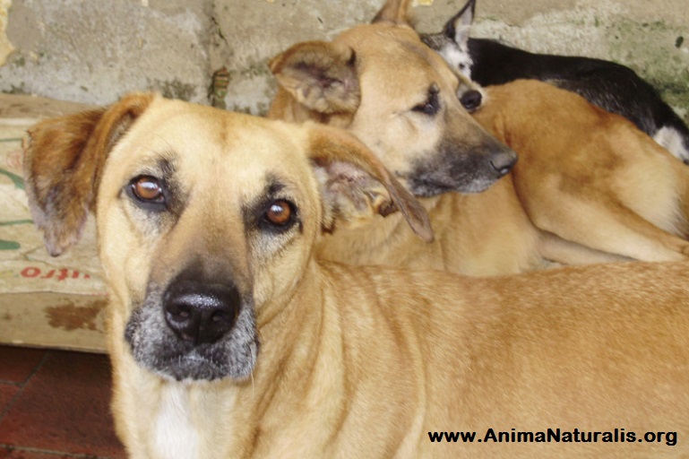 El Gobierno Riojano y la NO protección animal El Gobierno Riojano y la NO protección animal