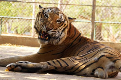 AnimaNaturalis y Fundación Azul Ambientalistas proponen proyecto para ayudar a los animales del Zoo del Zulia AnimaNaturalis y Fundación Azul Ambientalistas proponen proyecto para ayudar a los animales del Zoo del Zulia