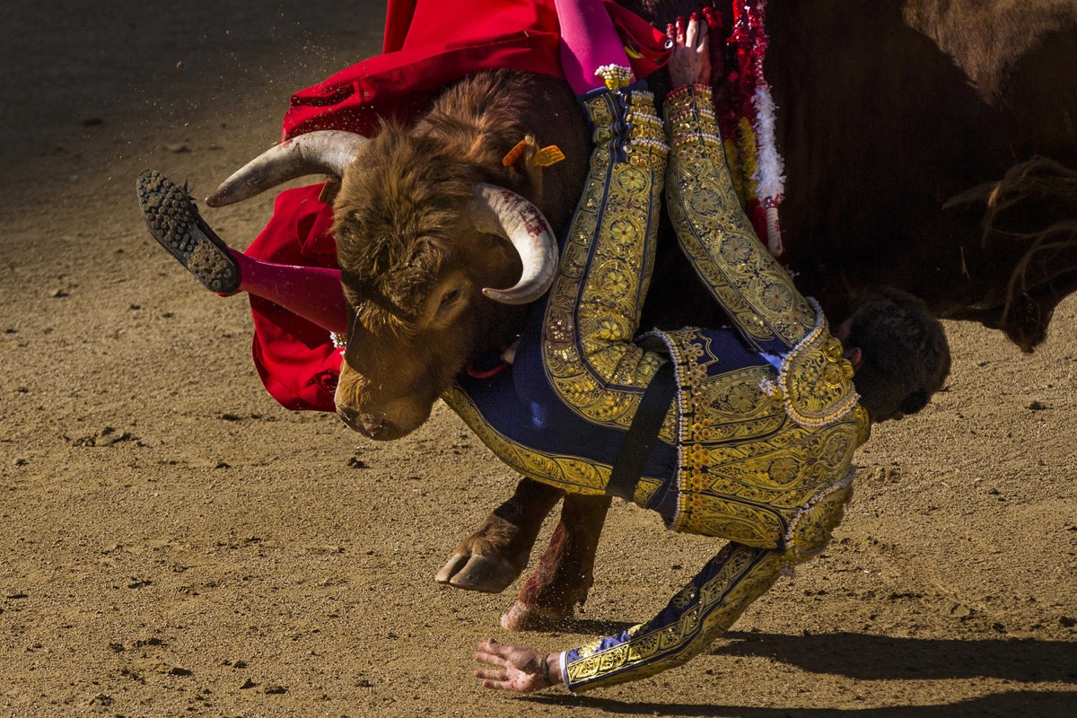Entra en vigor la ley que prohíbe torturar y matar toros en Baleares Entra en vigor la ley que prohíbe torturar y matar toros en Baleares