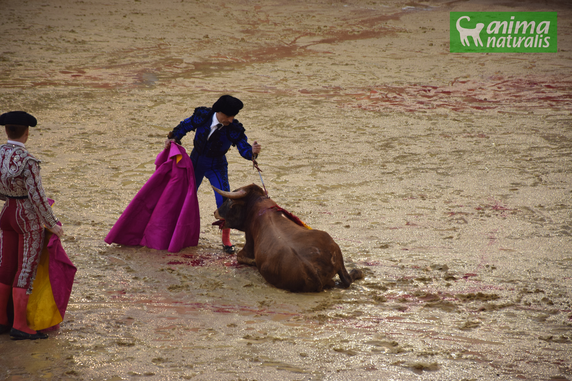 Valencia se inunda de sangre Valencia se inunda de sangre