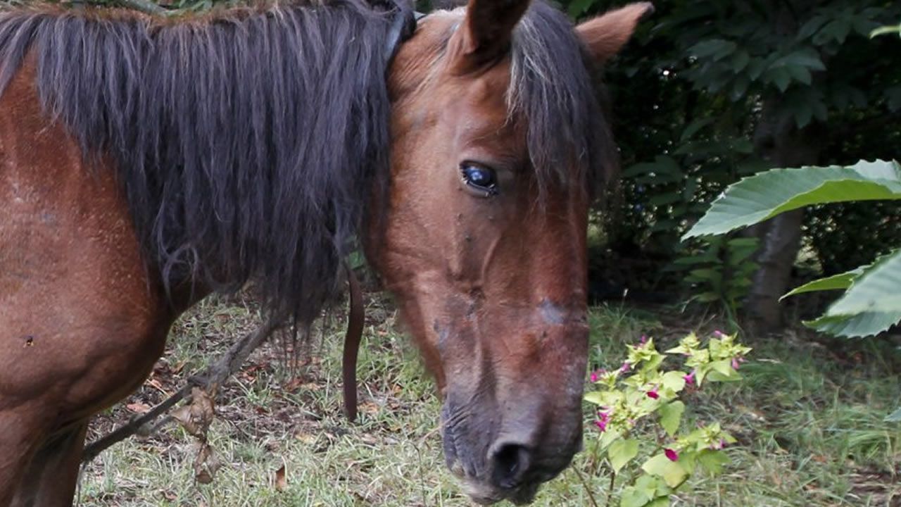 ¡Exige la creación de la Oficina de Protección Animal de Baleares! ¡Exige la creación de la Oficina de Protección Animal de Baleares!