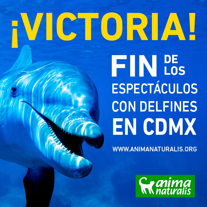 ¡Victoria! CDMX dice por fin NO a los delfinarios ¡Victoria! CDMX dice por fin NO a los delfinarios