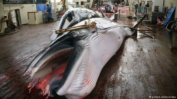 Japón asesina 122 ballenas preñadas y 114 ejemplares inmaduros en su caza ‘científica’ Japón asesina 122 ballenas preñadas y 114 ejemplares inmaduros en su caza ‘científica’