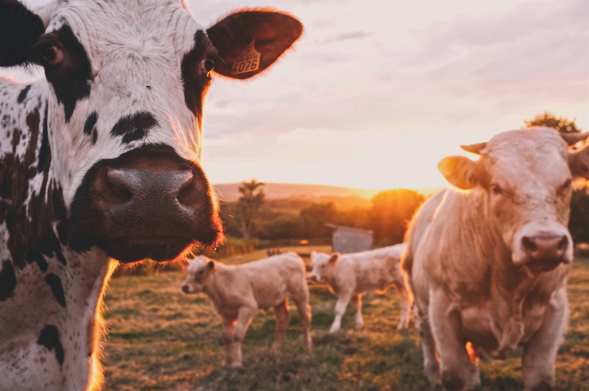 Evitar la carne y lácteos es la forma más sencilla de reducir tu impacto en la Tierra Evitar la carne y lácteos es la forma más sencilla de reducir tu impacto en la Tierra