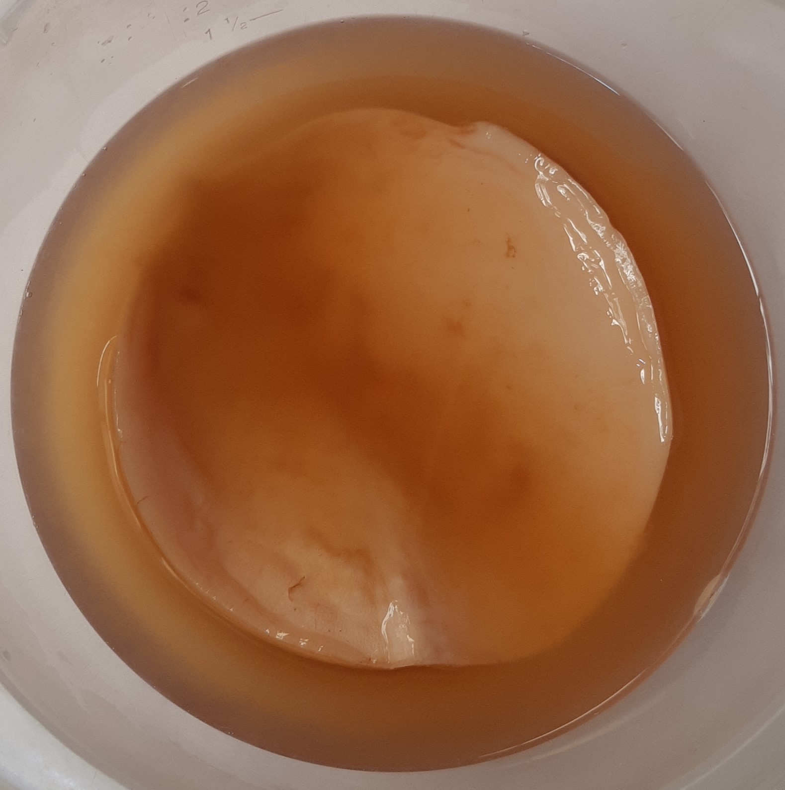 La Kombucha, un probiótico natural y milenario La Kombucha, un probiótico natural y milenario