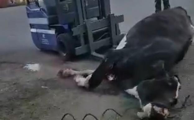 Polémico vídeo sobre el matadero de Gijón Polémico vídeo sobre el matadero de Gijón