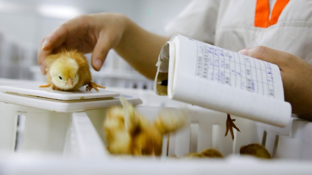 China produce más de mil millones de huevos al día China produce más de mil millones de huevos al día