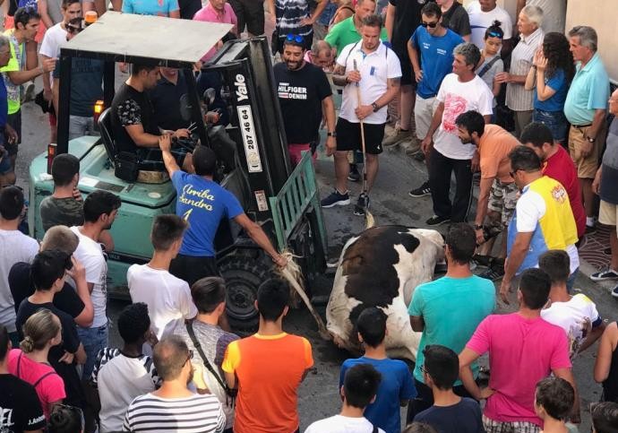 Un toro muere fulminado de un infarto en el último encierro de Poble Nou de Benitatxell Un toro muere fulminado de un infarto en el último encierro de Poble Nou de Benitatxell