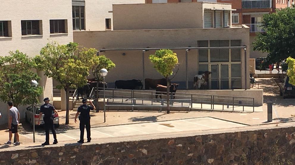 Ocho toros tratan de escapar de un festejo popular en la Vall D'Uixó Ocho toros tratan de escapar de un festejo popular en la Vall D'Uixó