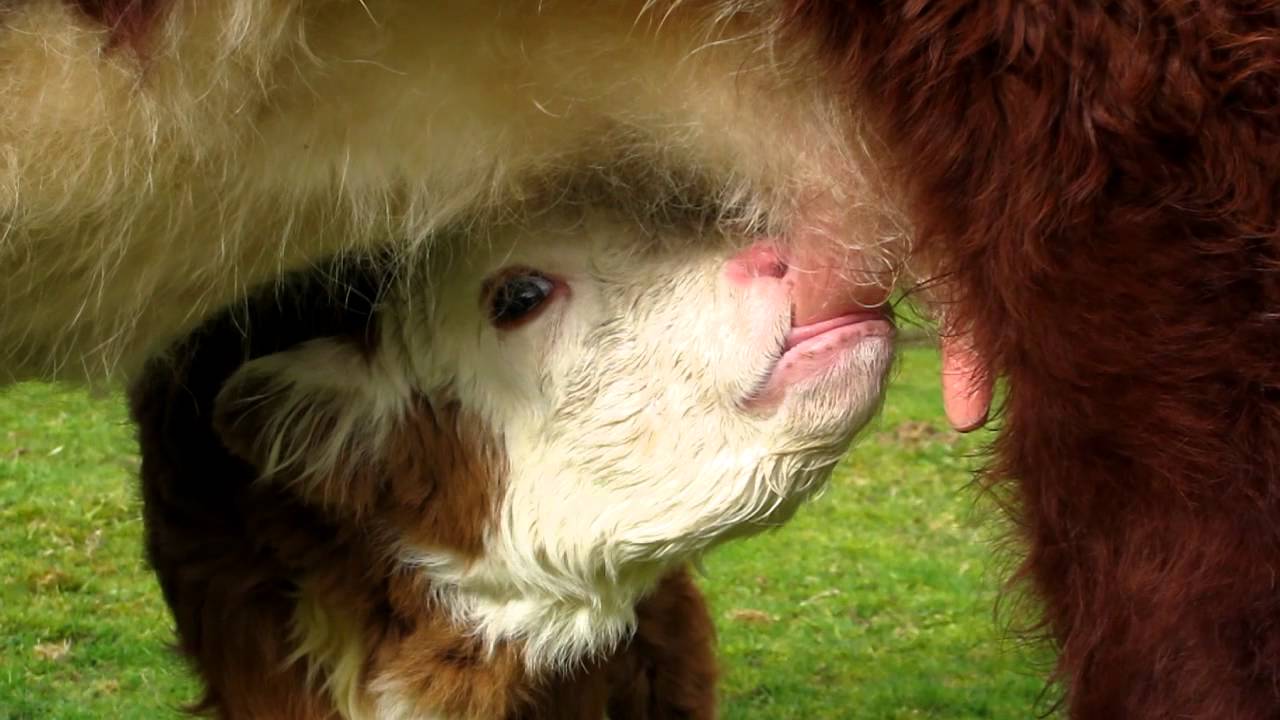 España bebe menos leche que nunca, ¡las leches vegetales triunfan! España bebe menos leche que nunca, ¡las leches vegetales triunfan!