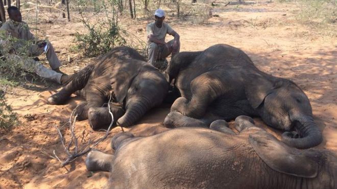 Encuentran casi un centenar de elefantes muertos en África Encuentran casi un centenar de elefantes muertos en África