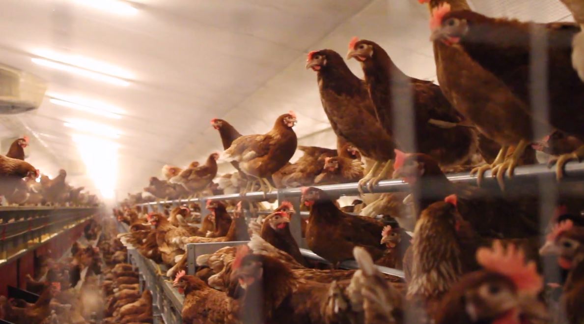 Cada vez hay más gallinas ponedoras y consumo de huevos en España Cada vez hay más gallinas ponedoras y consumo de huevos en España