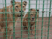 España podría ser primer país UE sancionado por no cumplir ley de Zoos