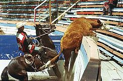 caballos chilenos depiction