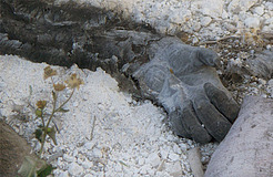 Imágenes macabras del Zoológico de Mendoza Imágenes macabras del Zoológico de Mendoza