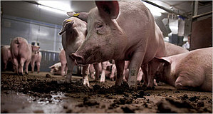 Declaración: gripe porcina es una de las consecuencias de la granja industrial Declaración: gripe porcina es una de las consecuencias de la granja industrial