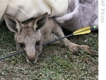 Matanza de canguros despierta la ira de defensores de los animales Matanza de canguros despierta la ira de defensores de los animales