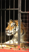 Bolivia: primer pais en Sudamérica en prohibir los Circos Con Animales Bolivia: primer pais en Sudamérica en prohibir los Circos Con Animales