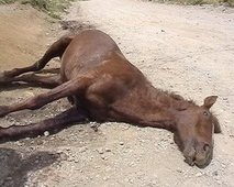 13 caballos muertos en el Rocío