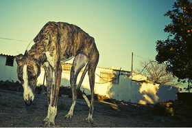 En Chajari genera polémica posible ordenanza que regula carrera de galgos En Chajari genera polémica posible ordenanza que regula carrera de galgos