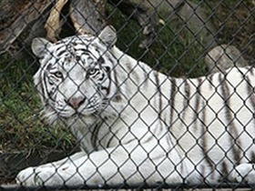 El maltrato de animales en los circos, está llegando a niveles alarmantes El maltrato de animales en los circos, está llegando a niveles alarmantes