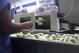 EEUU: Video muestra pollitos triturados vivos en planta de huevos 