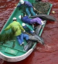 Primera ola de objeciones a la matanza de delfines en Taiji (Japón)