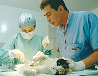 Paz Animal, el "cielo" de los seres indefensos Paz Animal, el "cielo" de los seres indefensos
