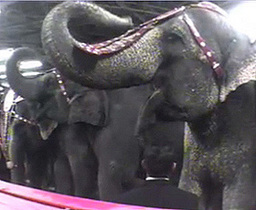 PETA y AnimaNaturalis denuncian los malos tratos a los animales de un circo 