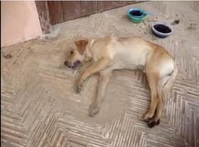Asesinato masivo de perros en El Carmen de Viboral, Antioquia. ¡ACTÚA YA! Asesinato masivo de perros en El Carmen de Viboral, Antioquia. ¡ACTÚA YA!