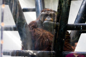 Chapultepec: Cárcel de animales