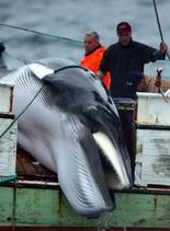 ONGs piden a Contraloría investigar 'silencio del Gobierno' por caza de ballenas