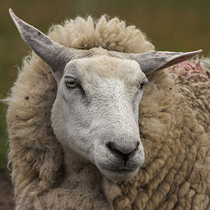 Controversia sobre la prohibición de pornografía con animales Controversia sobre la prohibición de pornografía con animales