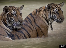 Las granjas de tigres asiáticas deberían cerrarse
