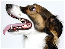 Indignación en EEUU por operación que suprime el ladrido de los perros