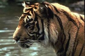 WWF lanza campaña global para salvar a los tigres