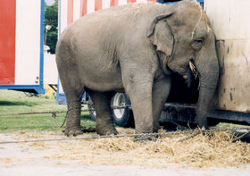 Tribunal falla a favor del circo Ringling en un caso de maltrato animal