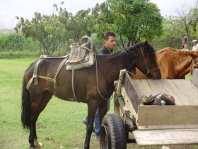 Pereira: Segunda Ciudad de Colombia que remplazará Caballos por Motocarros! Pereira: Segunda Ciudad de Colombia que remplazará Caballos por Motocarros!