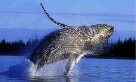 Australia anuncia acción legal para que Japón cese  la caza de ballenas