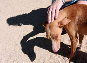 La crueldad con los animales, un signo de alarma psiquiátrica