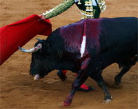 Vota a favor de la prohibición de las corridas de toros en Valencia (España)