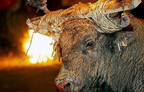 Regulan los 'correbous' en Cataluña pese al rechazo de los animalistas