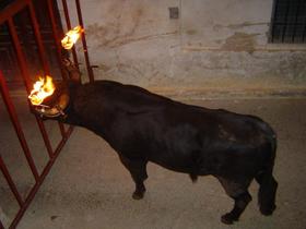 Extremadura prohíbe los toros ensogados, embolaos y juegos con vacas